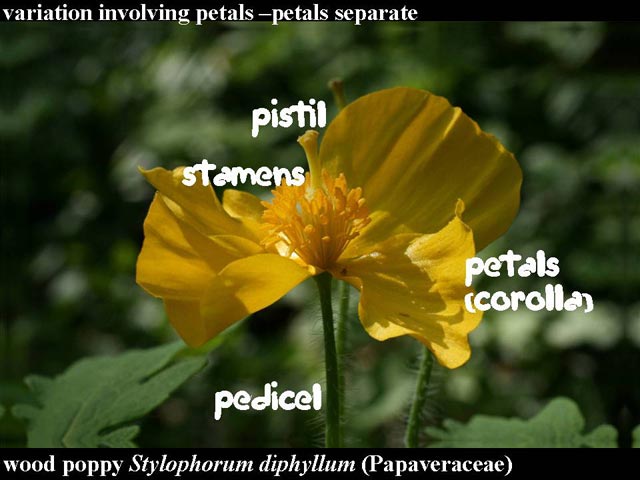 wood poppy