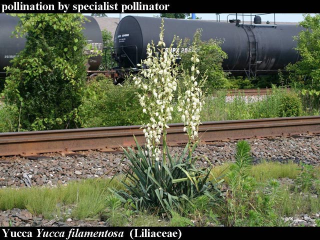 yucca plants along RR