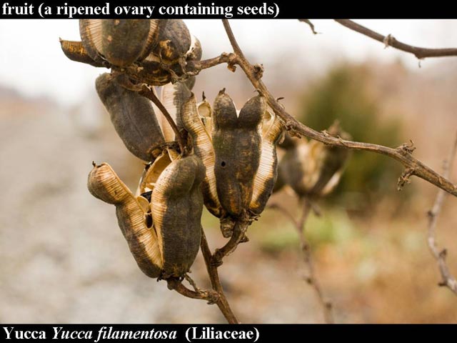 yucca fruits