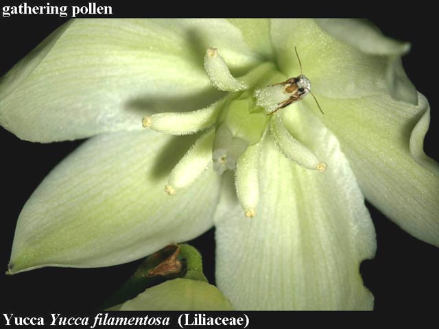 yucca moth gathering