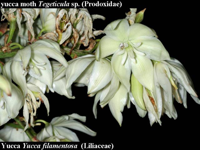 yucca flowers