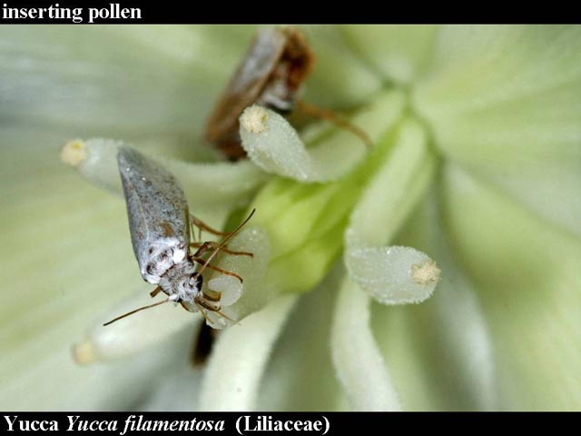 yucca moth pollinating