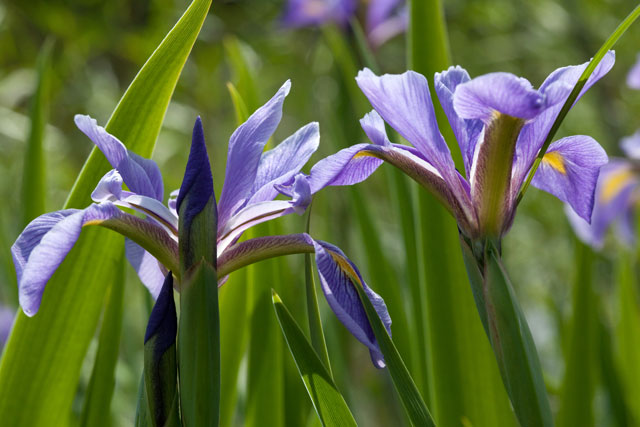 iris plants