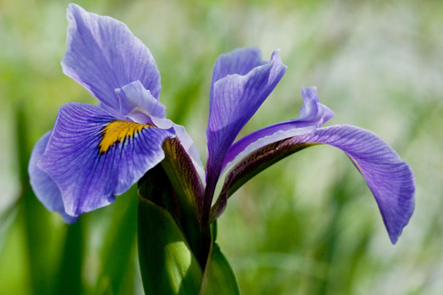 iris flower