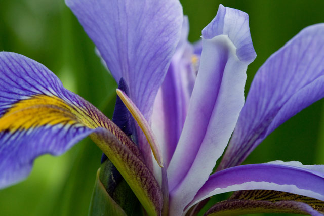 iris style