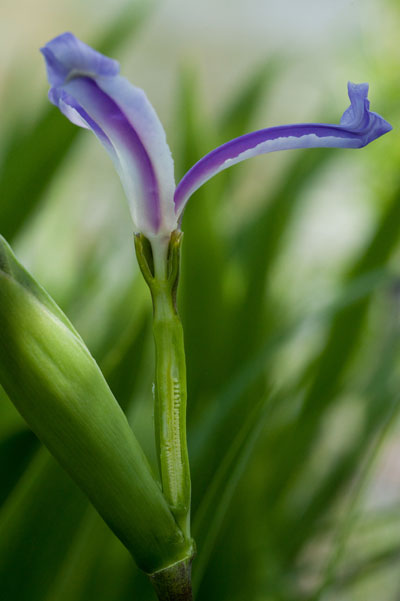 iris cross-section