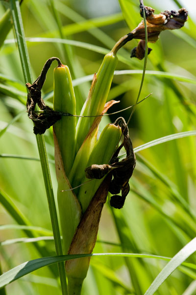 iris young fruits