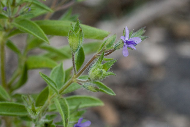 false pennyroyal flower