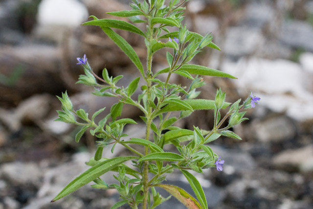 false pennyroyal