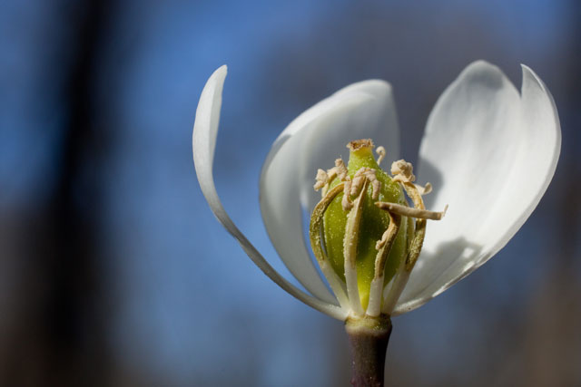 twin-leaf flower