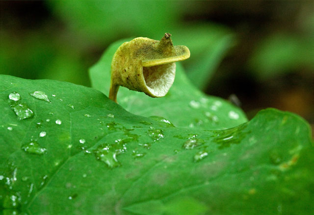 twinleaf fruit