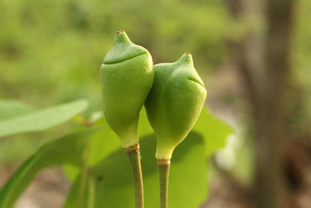 twin-leaf fruits