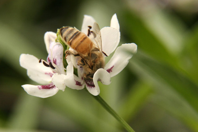 hineybee visiting water-willow