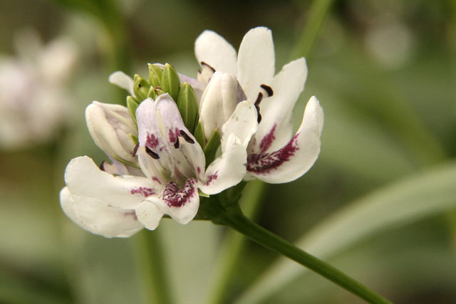 water-willow flower