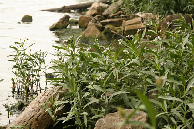 water-willow along the Scioto River