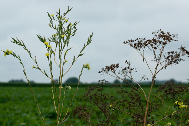 prickly lettuce and poison hemlock\