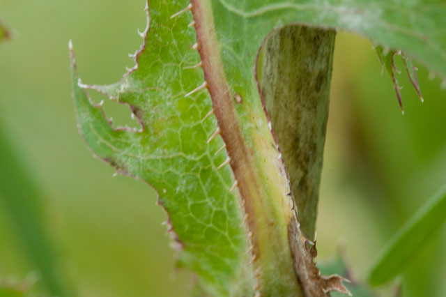 prickly lettuce prickles