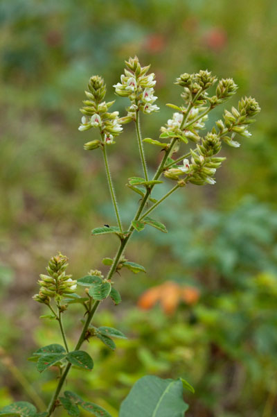 hairy bush-clover