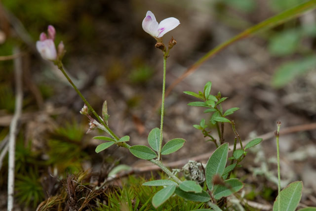 trailing bush-clover