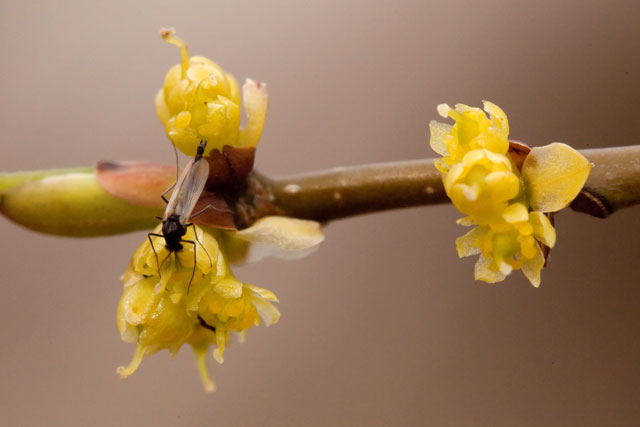 spicebush pistillate