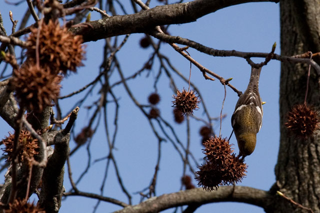 white-winged crossbill