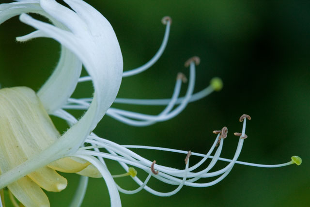 Lonicera japonica