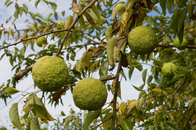 osage orange