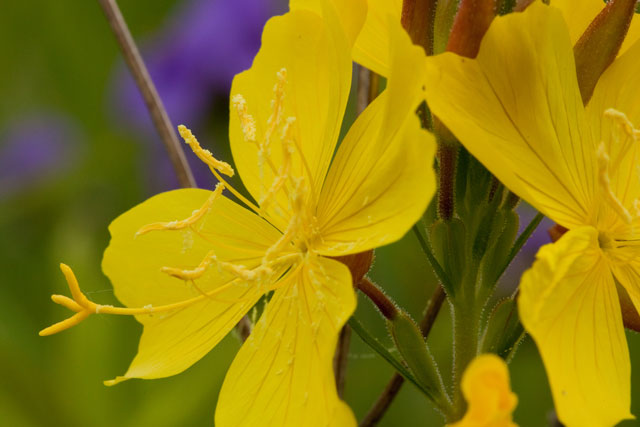 sundrops ovary