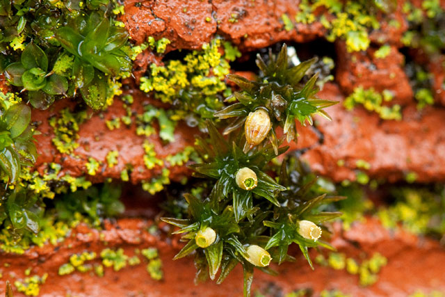 Orthotrichum pusillum