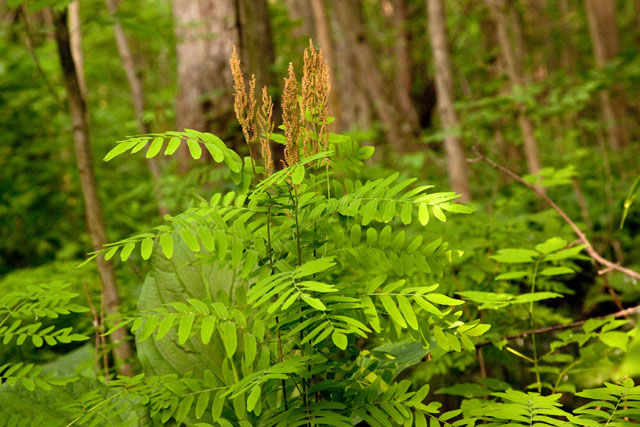 royal fern