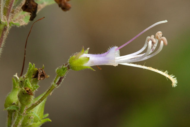 beard-tongue flower exposed