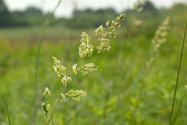 reed-canary grass