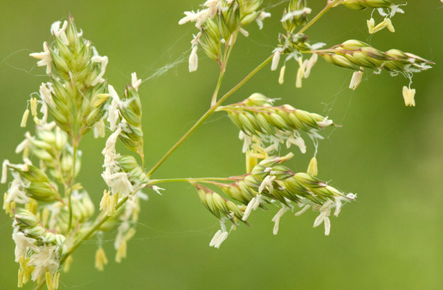 reed canary grass flowers