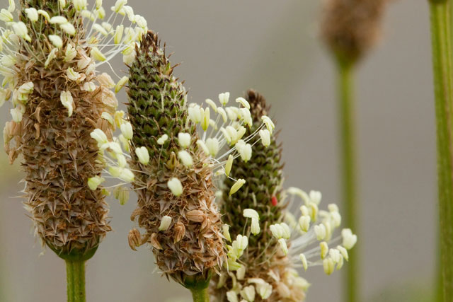 plantain flowers