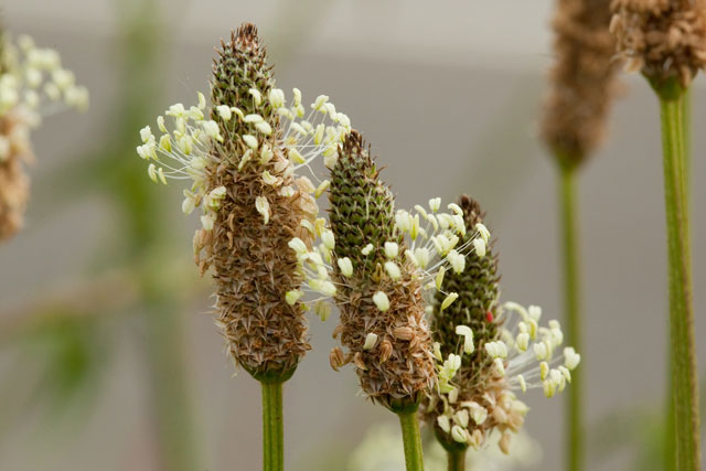 plantain spikes