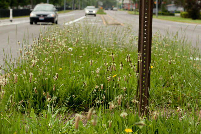 narrow-leaved plantain and cars