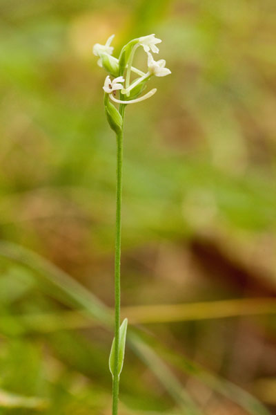 green woodland orchid