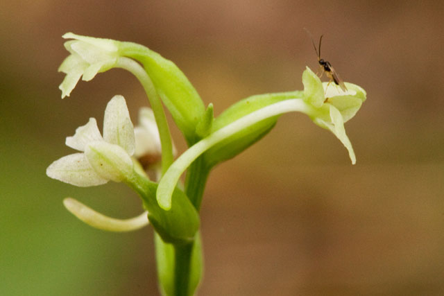 green wodland orchid