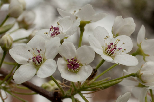 Callery pear flowers