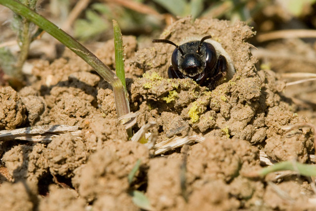 Ptilothrix at burrow