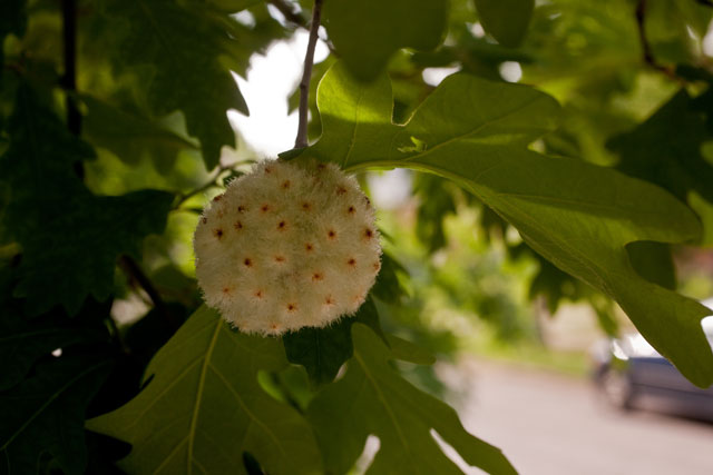 white oak gall