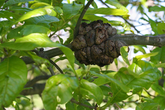 gall on shingle oak