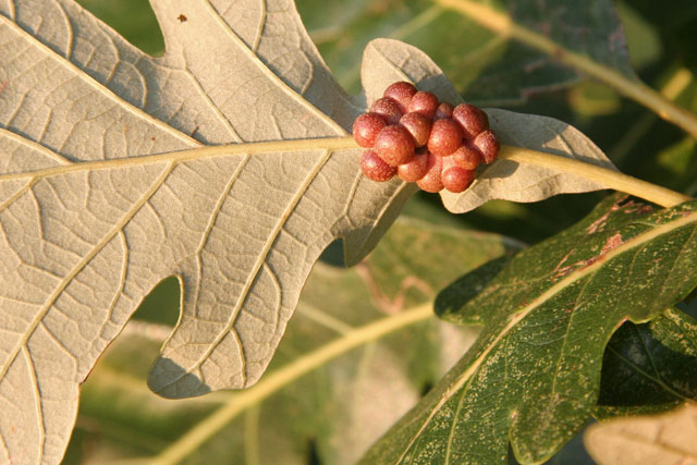 gall on bur oak