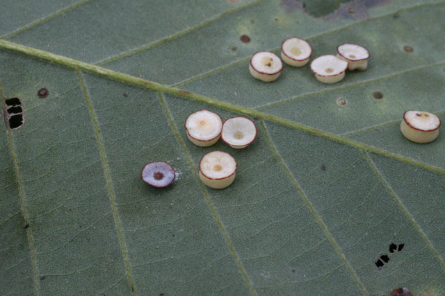 gall on chinkapin oak