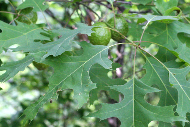 gall on black oak