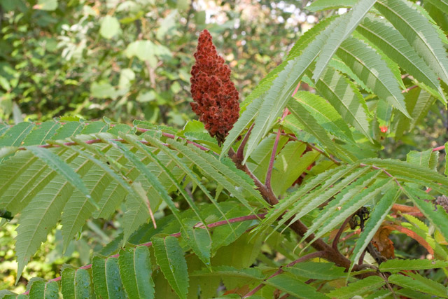 stagfhorn sumac