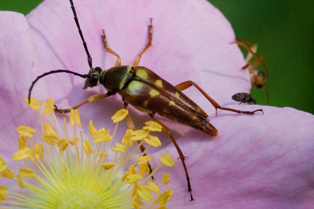 Typocerus velutinus