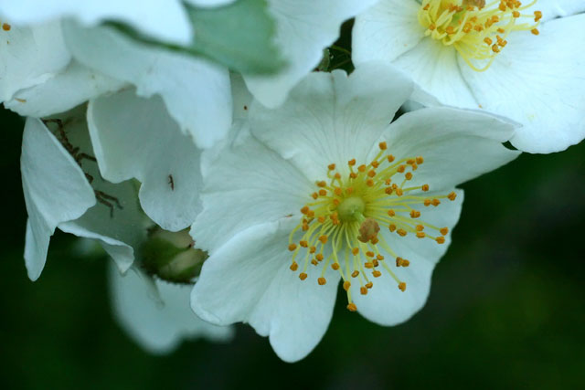 multiflora rose