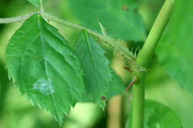 multiflora rose stipules