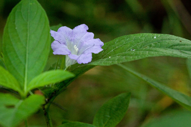 wild petunia